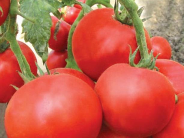 معظم أصناف مبكرة من الطماطم (البندورة): أنواع وأوصاف