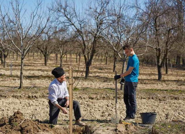 زراعة الأشجار المثمرة. ويستخدم التوضيح لمقال للحصول على ترخيص القياسية © ofazende.ru