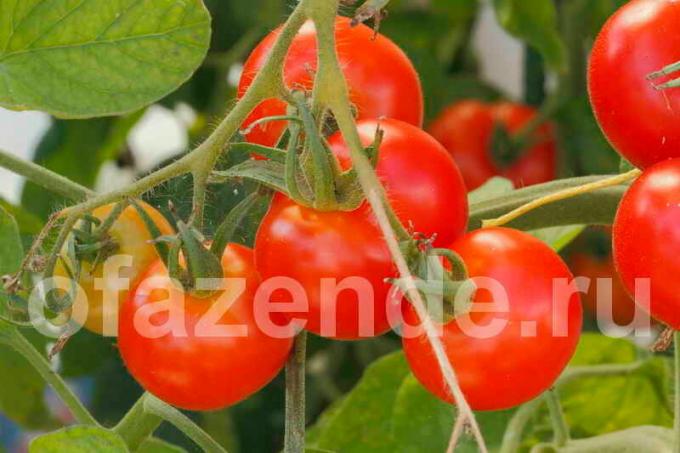 الطماطم (البندورة) على فرع. ويستخدم التوضيح لمقال للحصول على ترخيص القياسية © ofazende.ru