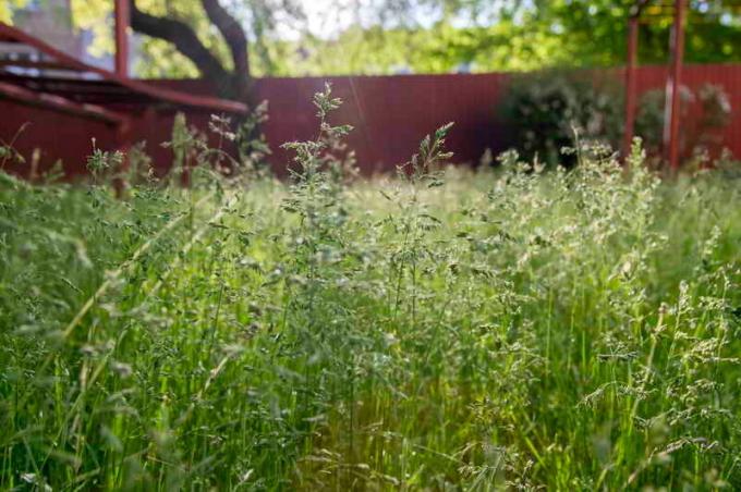 ماذا تختار العشب لزرع العشب: مراجعة الدرجات من الدرجة الأولى والصور