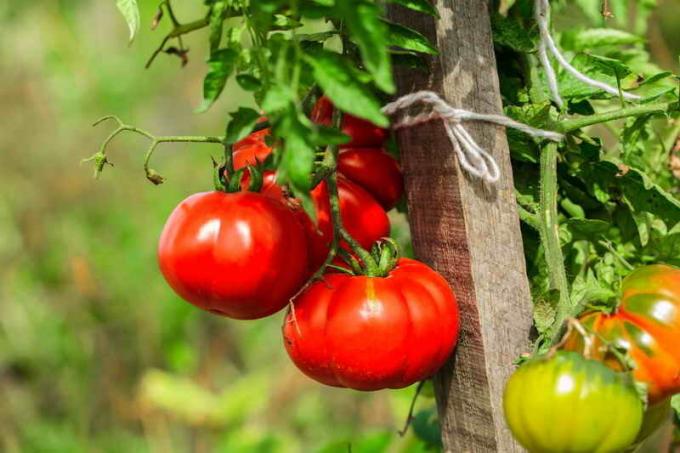 الطماطم الرعاية. ويستخدم التوضيح لمقال للحصول على ترخيص القياسية © ofazende.ru