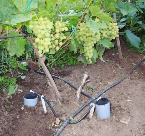 كيفية المياه العنب للحصول على محصول جيد