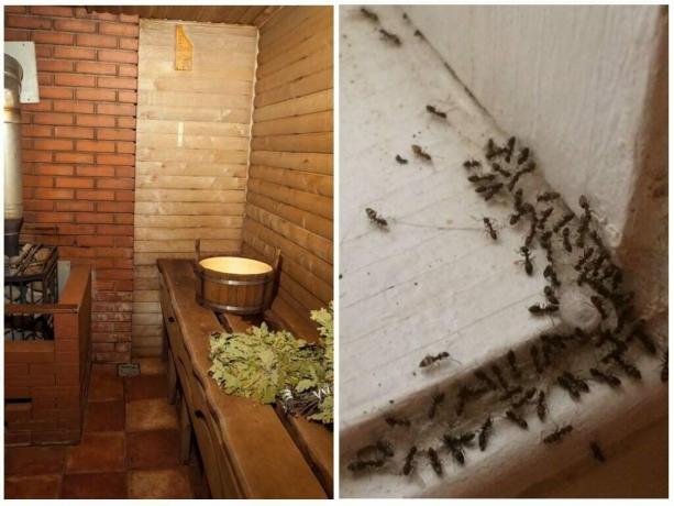 طرق ثبت: كيفية عرض النمل من الحمام ومنع تكرارها