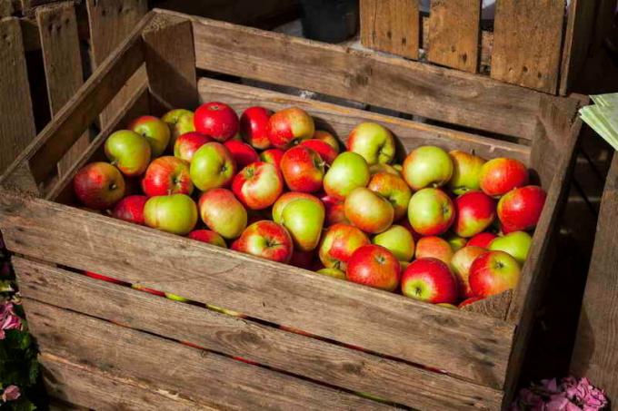 تخزين التفاح في صناديق. ويستخدم التوضيح لمقال للحصول على ترخيص القياسية © ofazende.ru