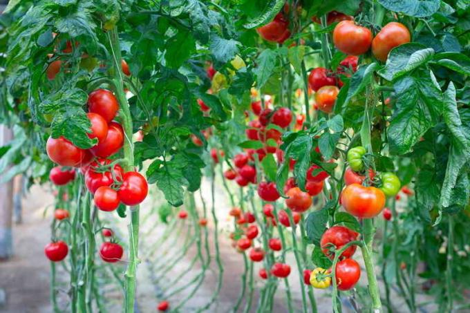 الطماطم الرباط. ويستخدم التوضيح لمقال للحصول على ترخيص القياسية © ofazende.ru