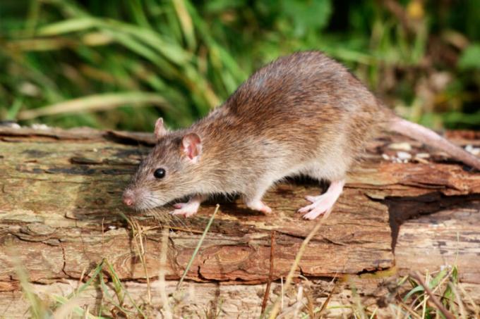 الفئران تجلب الكثير من المتاعب للإنسان. ويستخدم التوضيح لمقال للحصول على ترخيص القياسية © ofazende.ru