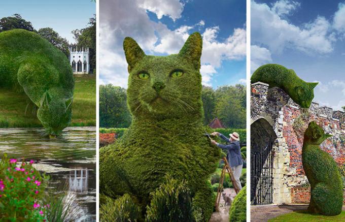 الشجيرات في شكل القطط في الحدائق العامة في المملكة المتحدة.