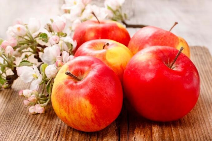 زراعة ورعاية شجرة التفاح عمودية