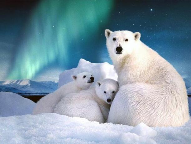 في سفالبارد أكثر من ألف نوع من الدببة القطبية.