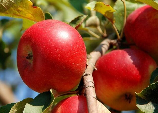 تزايد التفاح. ويستخدم التوضيح لمقال للحصول على ترخيص القياسية © ofazende.ru