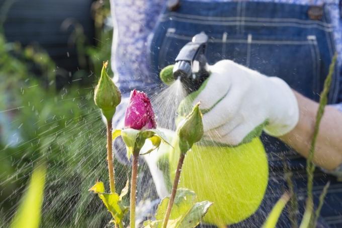 6 أخطاء في الصيف تطبيق المنزلية المبيدات الخاصة