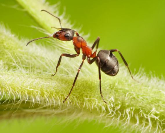 حديقة النمل وحشرات المن: كيفية ارتباطها وكيفية التخلص منها