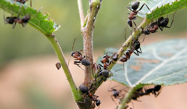 التخلص من النمل باستخدام الأمونيا